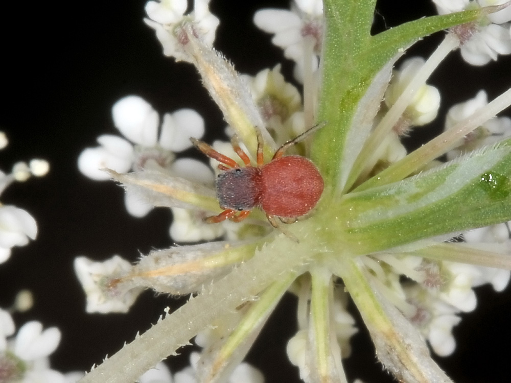 Giovane Ballus rufipes - Borrello (CH)